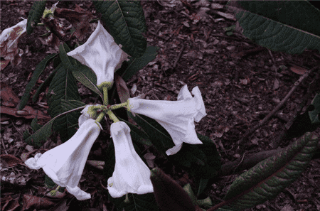 百合花杜鵑開花