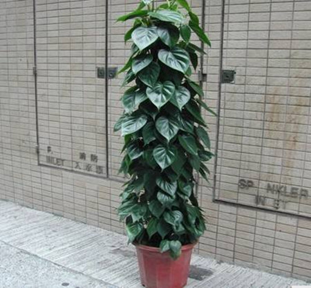 心葉藤植株