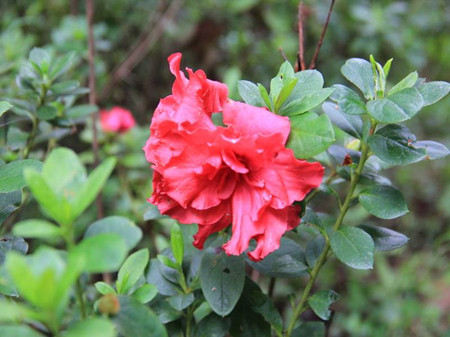 西洋杜鵑花朵