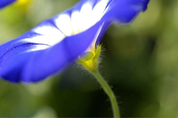 三色旋花怎么養