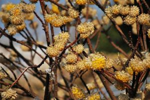 結香冬天能開花嗎