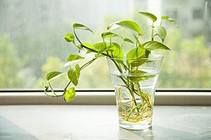 適合冬季陽臺種植的5種爬藤植物