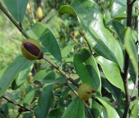 川含笑植株