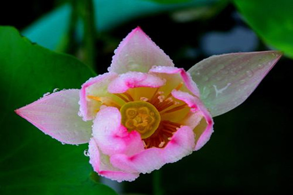 迎賓芙蓉的養殖方法及注意事項