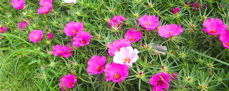 太陽花怎么養