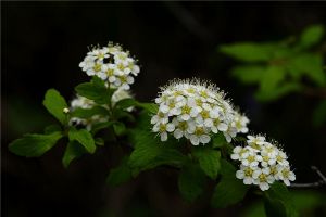 庭院麻葉繡線菊怎么養