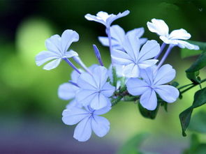 藍(lán)雪花