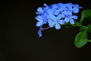 藍雪花的養殖方法