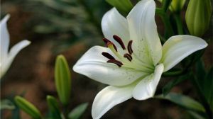 百合花夏季怎么養