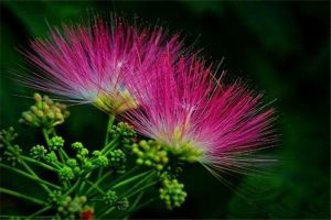 合歡花和芙蓉花怎么區分？