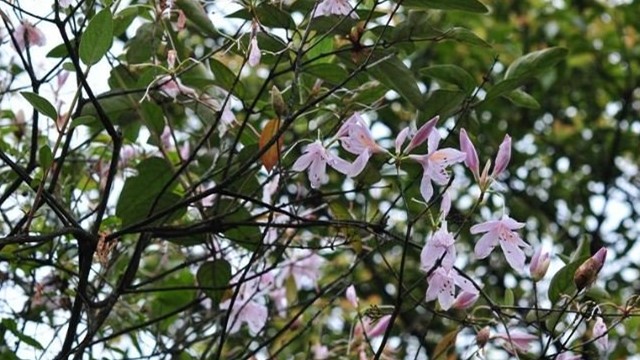 多花杜鵑怎么養