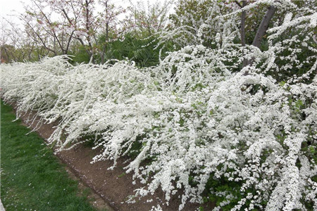 噴雪花