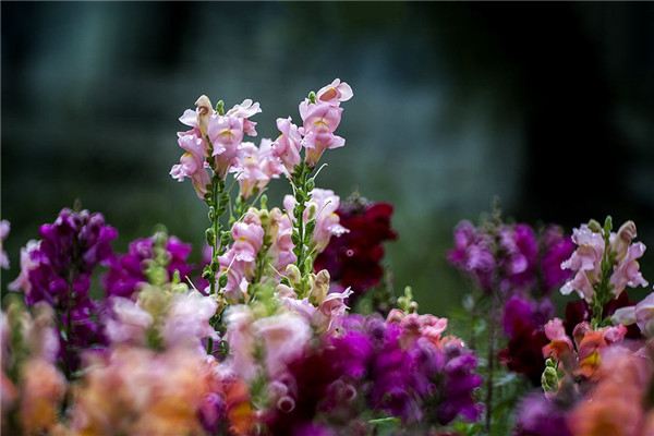 冬季養(yǎng)花什么時候澆水