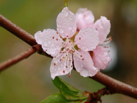 養花