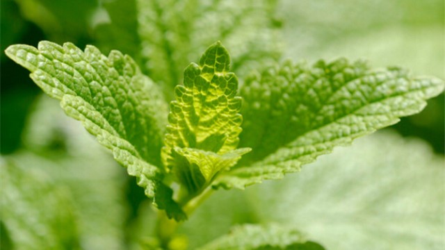 香蜂草怎么養