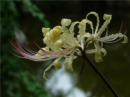 白花石蒜養殖方法