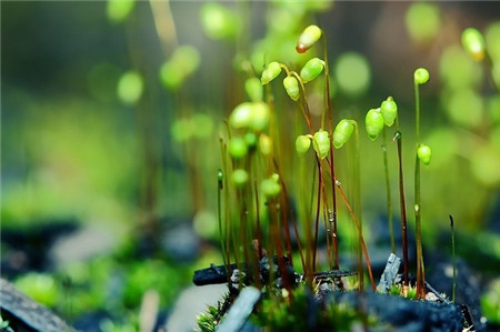 養殖苔蘚微景觀的方法