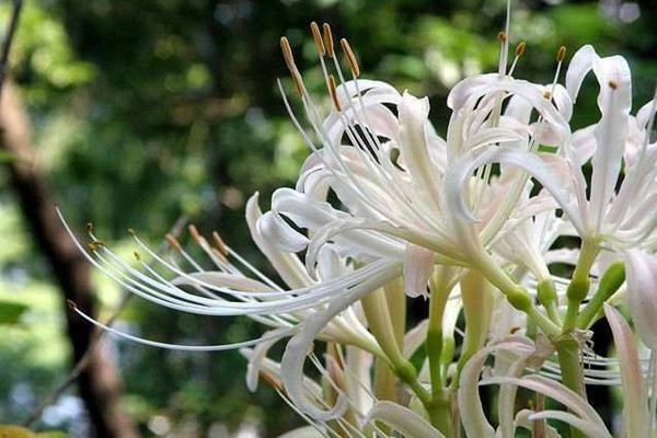 白花石蒜養殖方法