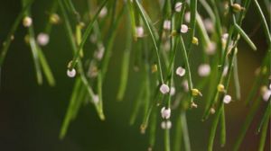 絲葦屬植物怎么養殖