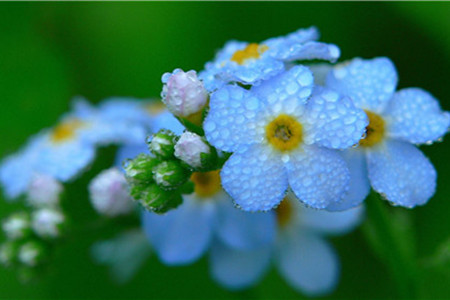 銹水澆花