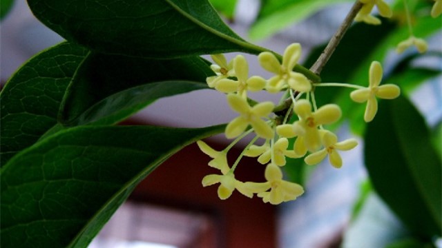 桂花怎么養