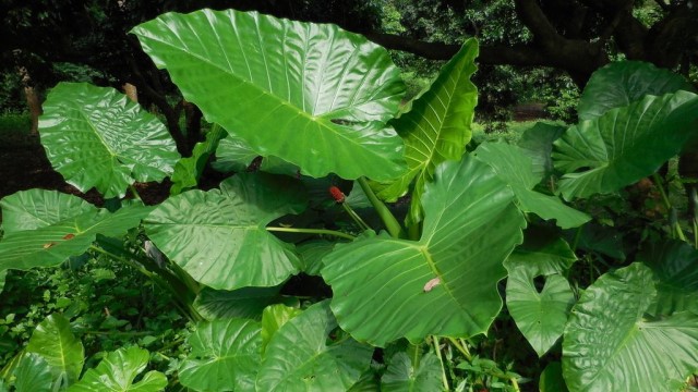 滴水觀音怎么養