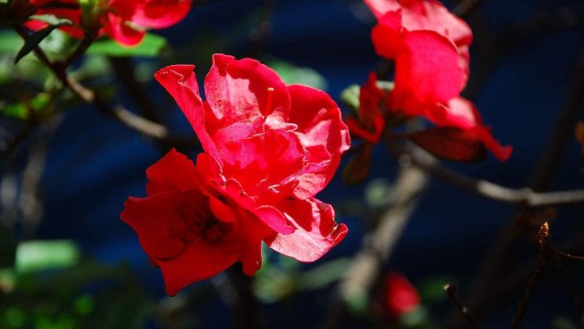 杜鵑花怎么養才長得好