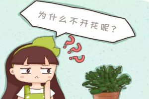 梔子君子蘭……3年不開花？不做這1點，別想開花！