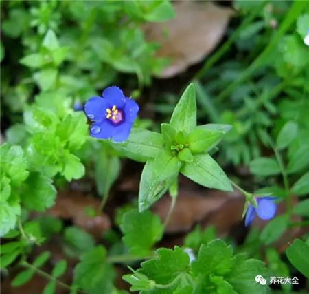 藍花琉璃繁縷