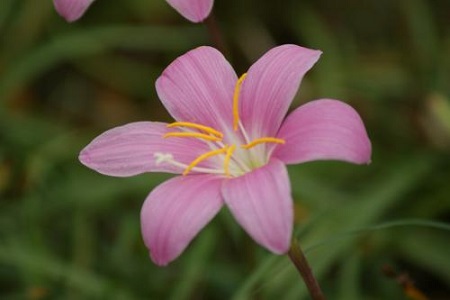 蘭花花朵