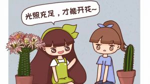 他家的仙人球開花100朵，你家的還在裝死？到底為啥？