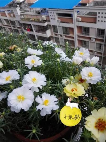 太陽花