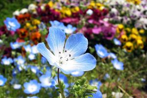 幌菊什么時候開花