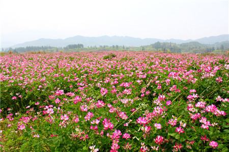 紫云英開花欣賞