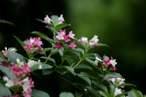 海仙花的養(yǎng)護方法及注意事項