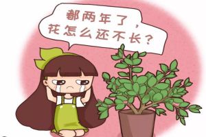 多肉君子蘭…長太慢？隨手撒點它，立馬瘋長爆盆！