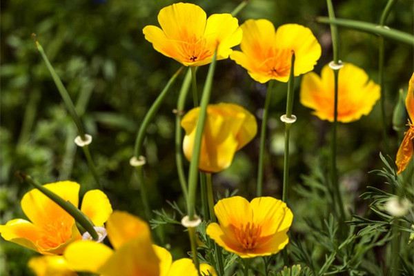 花菱草什么時候開花