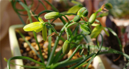 彈簧草開花圖片欣賞