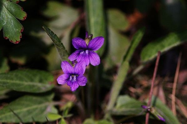 紫花地丁什么時候開花