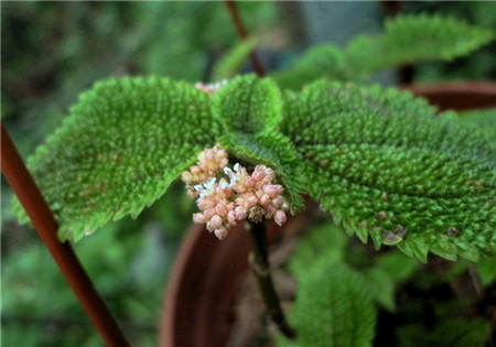 冷水花會(huì)開花嗎