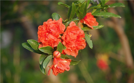 石榴花開花圖片欣賞