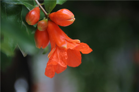 石榴花開花圖片欣賞