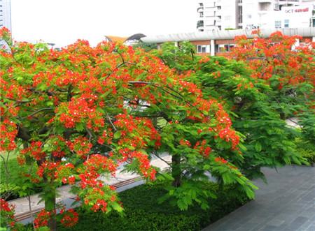 鳳凰木開花圖片欣賞