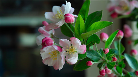 西府海棠開花圖片欣賞