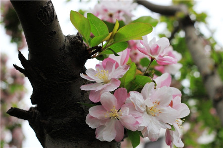 西府海棠開花圖片欣賞