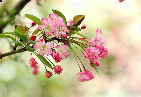 西府海棠開花圖片欣賞