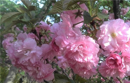 日本晚櫻什么時候開花