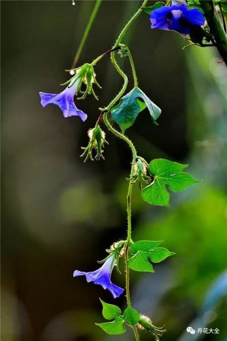 牽牛花