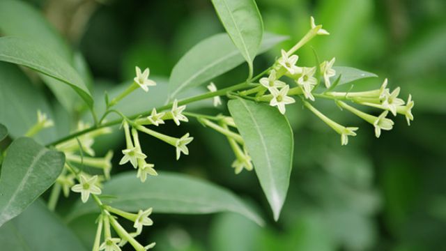 夜來香為什么晚上開花