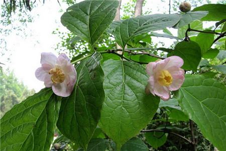 夏臘梅開花圖片欣賞